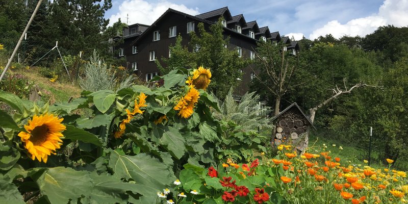 Sonnenblumen auf der Wiese vor der UNIVITA Kurklinik Gut Holmecke