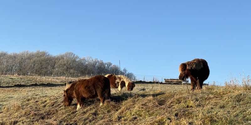 Drei Shetlandponys grasen in in der Sonne auf Gut Holmecke